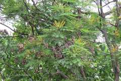 Adenanthera pavonina